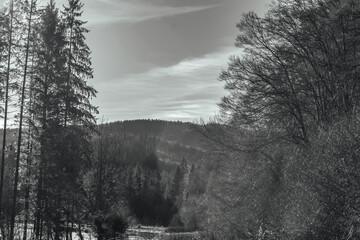 Landscapes -  Forest - Europe, Romania, Suceava region