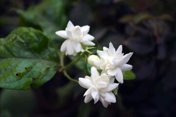 Arabian Jasmine ful white flower with green background 
