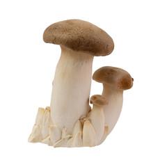 Pleurotus eryngii mushrooms or king trumpet mushroom. Healthy and tasty king oyster mushroom.