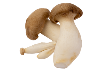 Pleurotus eryngii mushrooms or king trumpet mushroom. Healthy and tasty king oyster mushroom.