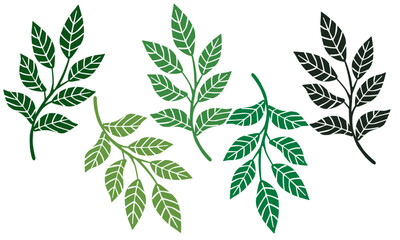 Fototapeta premium Vector Illustration 7 leaves White Background
