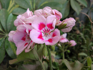 Pink Geranium flowers at home garden 