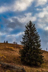 Obraz premium Landscapes - Forest - Europe, Romania, Suceava region