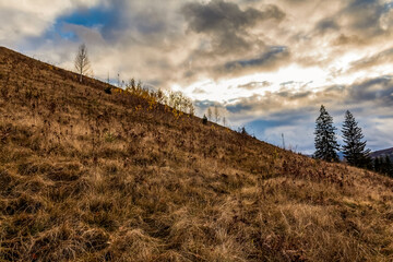 Landscapes - Forest - Europe, Romania, Suceava region