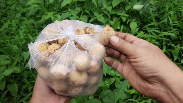 A hand holds a plastic bag filled with langsat fruit against a background of green grass