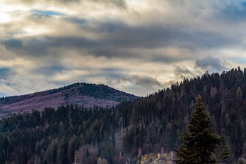 Landscapes - Forest - Europe, Romania, Suceava region