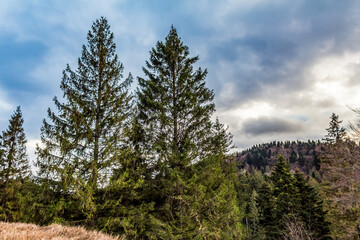 Landscapes - Forest - Europe, Romania, Suceava region