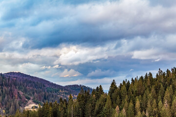 Landscapes - Forest - Europe, Romania, Suceava region