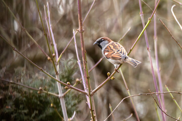 bird House sparrow male- Wróbel samiec ptak - Passer domesticus. A small sparrow rests on a thin...