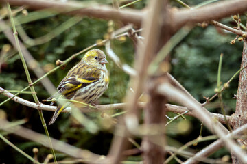 Siskin female - czyż ptak samica - Spinus spinus. European siskin bird rests on bare branche. natural surroundings. © AFilipczuk