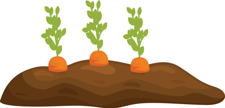 Three carrots growing in a patch of fertile soil, representing agriculture, healthy eating, and gardening