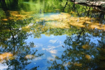 Fototapeta premium Reflection of Trees in a Still, Clear Creek