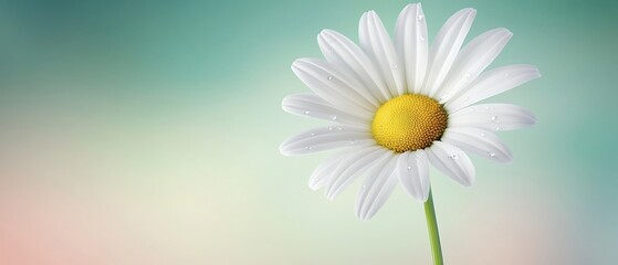 Naklejka premium A Pristine Daisy Bloom Adorned with Dew Drops Against a Blurred Pastel Background