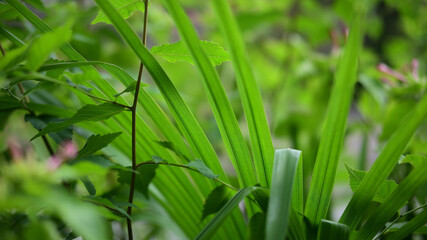 Obraz premium 植物イメージ