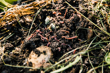 Vermiculture earthworms enriching compost for organic gardening
