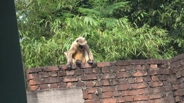 A solitary langur monkey sits peacefully on a terrace, delicately eating, its long tail curled and expressive eyes alert