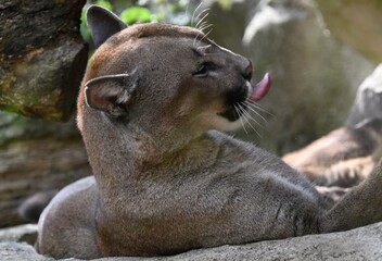 the head of a mountain lion (Puma)