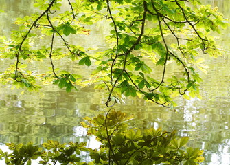 late summer at the lake