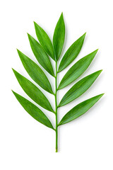 Fototapeta premium A single green leaf close-up, isolated on white background