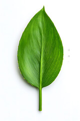 Fototapeta premium A single green leaf close-up, isolated on white background