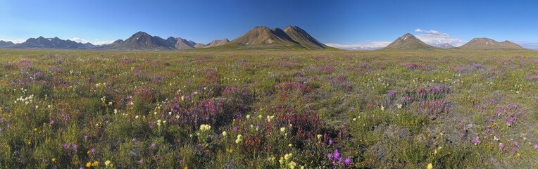 Fototapeta premium Breathtaking panorama of vibrant tundra in Kotzebue showcasing colorful wildflowers under a clear sky during summer