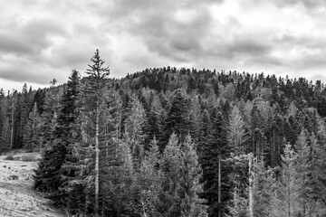 Obraz premium Landscapes - Forest - Europe, Romania, Suceava region