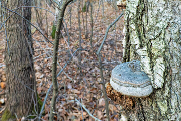 tinder fungus on a birch tree trunk in the forest