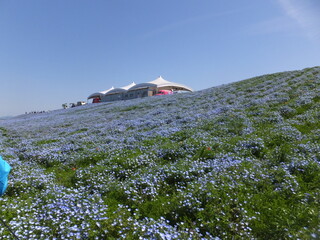 舞洲公園の４月のネモフィラの花畑と青空（Nemophila、青い花）
