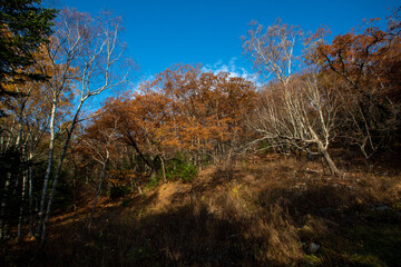 Fototapeta premium Autumn forest. Colorful autumn forest. Taiga in Primorsky Krai in Russia