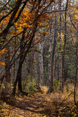 Obraz premium Autumn forest. Colorful autumn forest. Taiga in Primorsky Krai in Russia