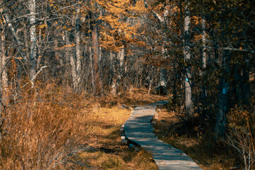 Obraz premium Autumn forest. Picturesque wooden ecological boardwalk in autumn forest. Walks in the forest.