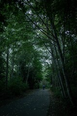 Obraz premium Bikers riding on a scenic forest road in Redmond, Washington, USA.