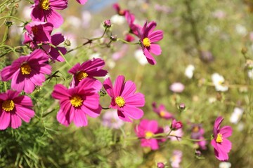 Beautiful pink flowers growing in meadow, closeup