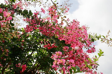 公園に植えられた赤いサルスベリの花