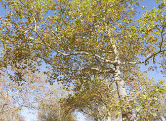 London plane (Platanus hispanica). Popular trees with beautiful flaky pale-green and buff-brown bark, large leaves sycamore-like with green to golden-yellow color in autumn contrasting with blue sky
