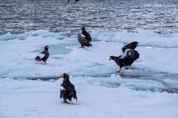 流氷とオオワシ　オジロワシ