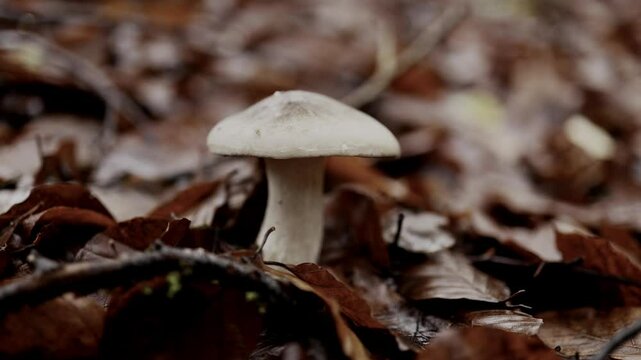 ein h&uuml;bscher pilz auf einem moosbedecktem baumstumpf