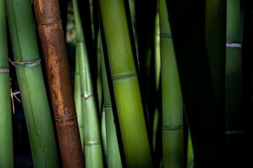  green Bamboo background in dapped sunlight ,zen wallpaper ,texture