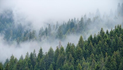 Misty landscape with fir forest