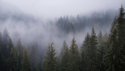 Misty landscape with fir forest