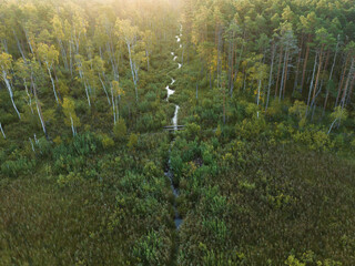 Photo drone view, nature of Estonia. A stream flows through the forest and Seli bog on a summer...