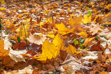 Herbstlich gef&auml;rbter Bl&auml;tter am Boden, Herbst, Bayern, Deutschland, Europa
