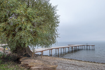 Obraz premium Schöne Weide an einem nebeligen Herbsttag am Ammersee, Herrsching, Bayern, Deutschland, Europa
