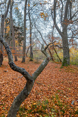 Tr&uuml;ber nebeliger Tag in einem Laubwald im Herbst, Bayern, Deutschland, Europa