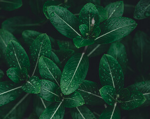 Tropical leaves texture,Abstract nature leaf green texture background.vintage dark tone,picture can used wallpaper desktop.