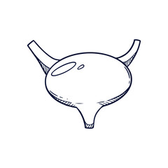 Hand-drawn human organ illustrations