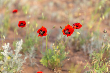 Wild poppies bloom in spring. Kalmykia Republic, Russia.