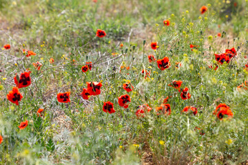 Wild poppies bloom in spring. Kalmykia Republic, Russia.