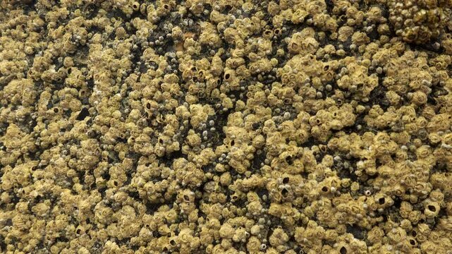 Acorn Barnacles above sea on the harbour wall close up stock footage