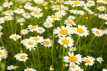 Fototapeta premium A field of white and yellow daisies. Green daisies in a field with flowers. Field daisies flowers green white. A field of green and white daisies lifestyle.